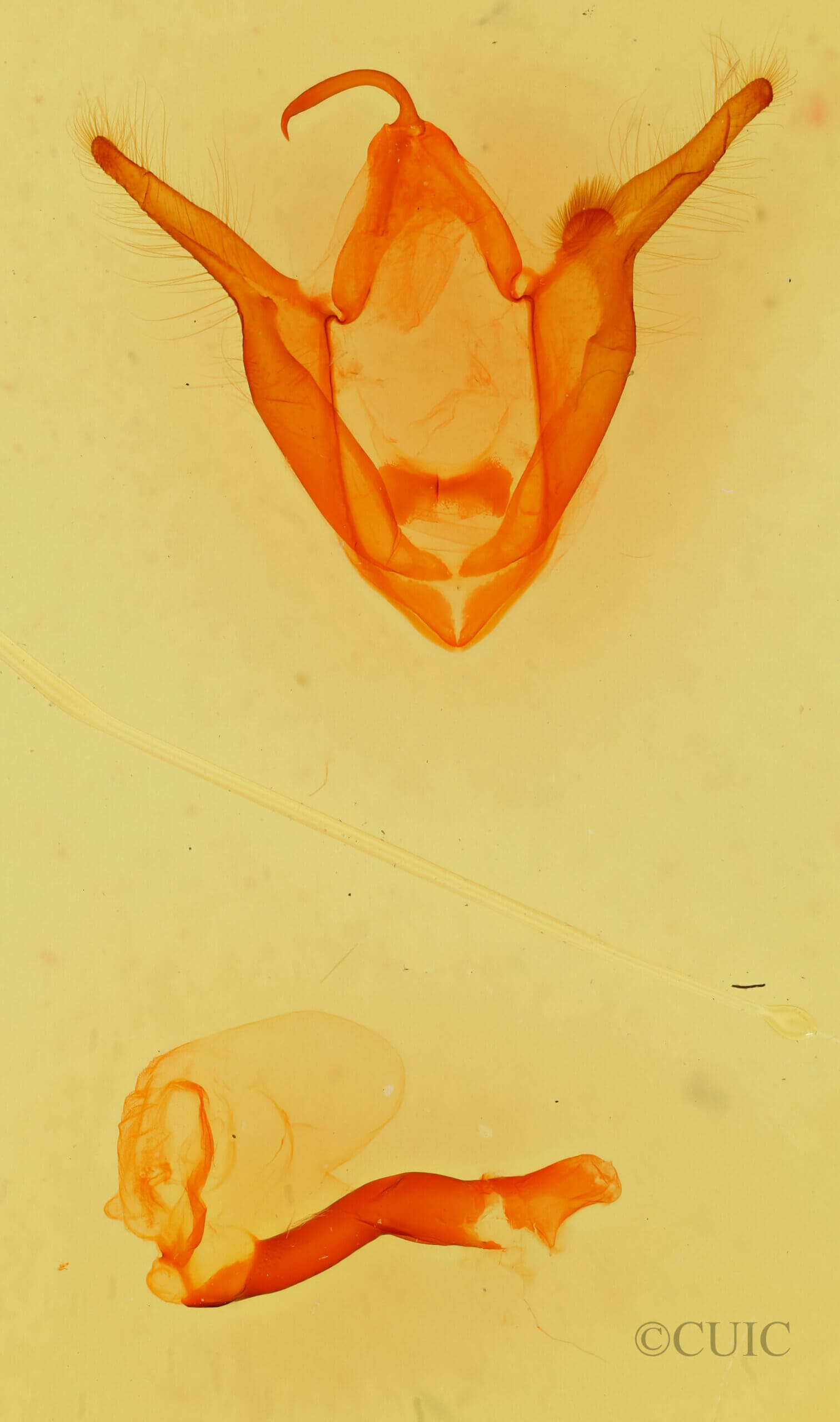 genitalia view of adult Zale rubiata