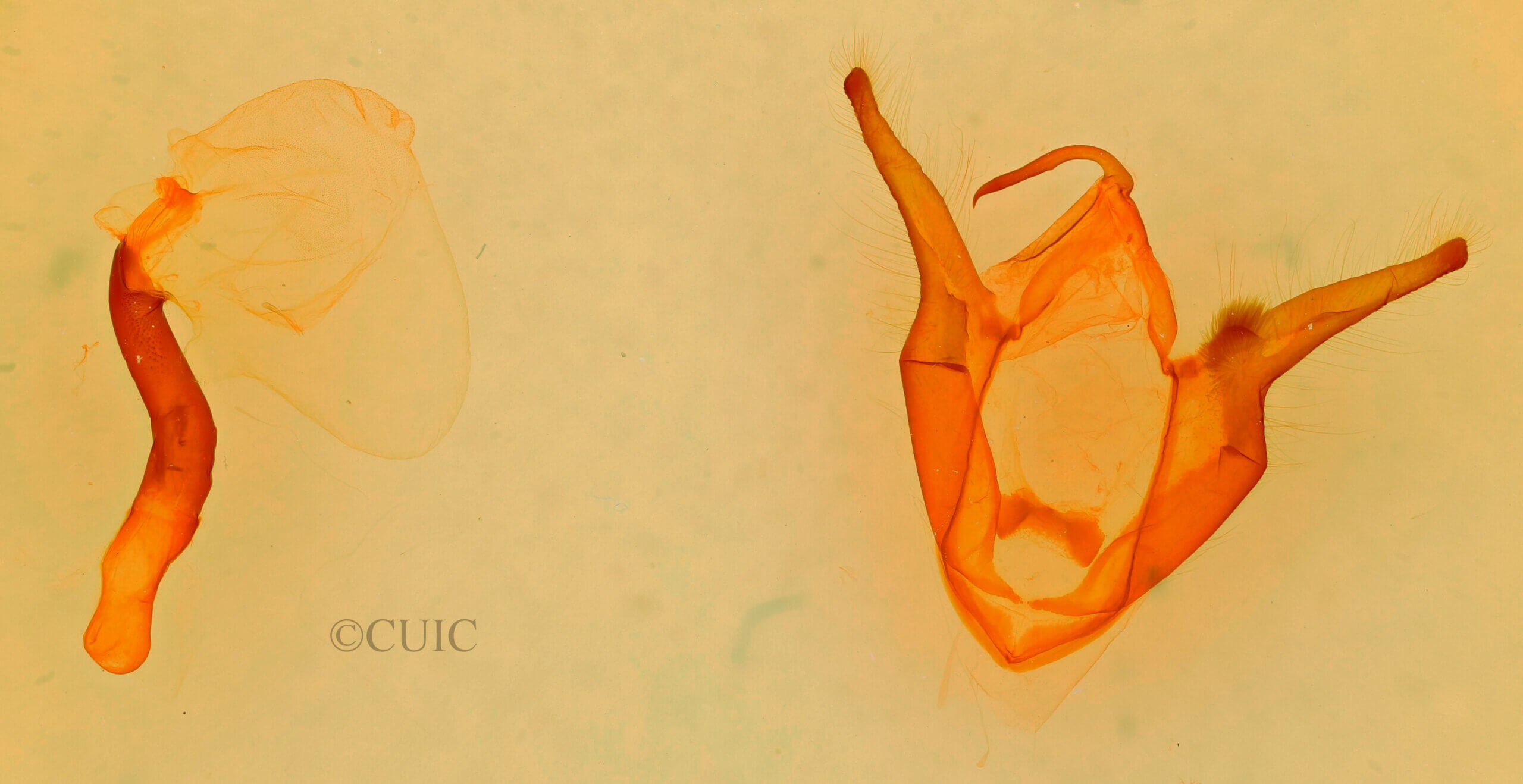 genitalia view of adult Zale rubi