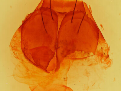 genitalia view of adult Zale rubi