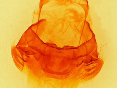 genitalia view of adult Lirimiris auriflua