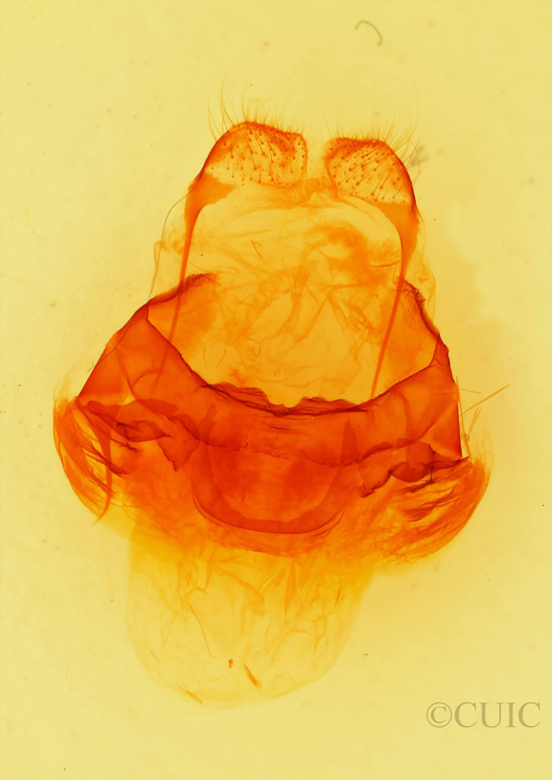 genitalia view of adult Lirimiris auriflua