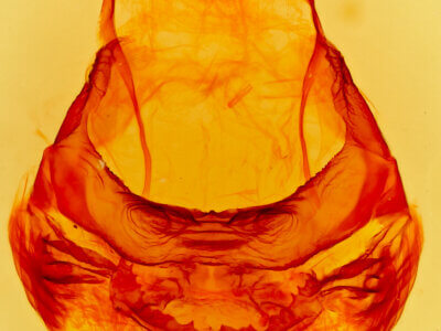 genitalia view of adult Lirimiris lignitecta