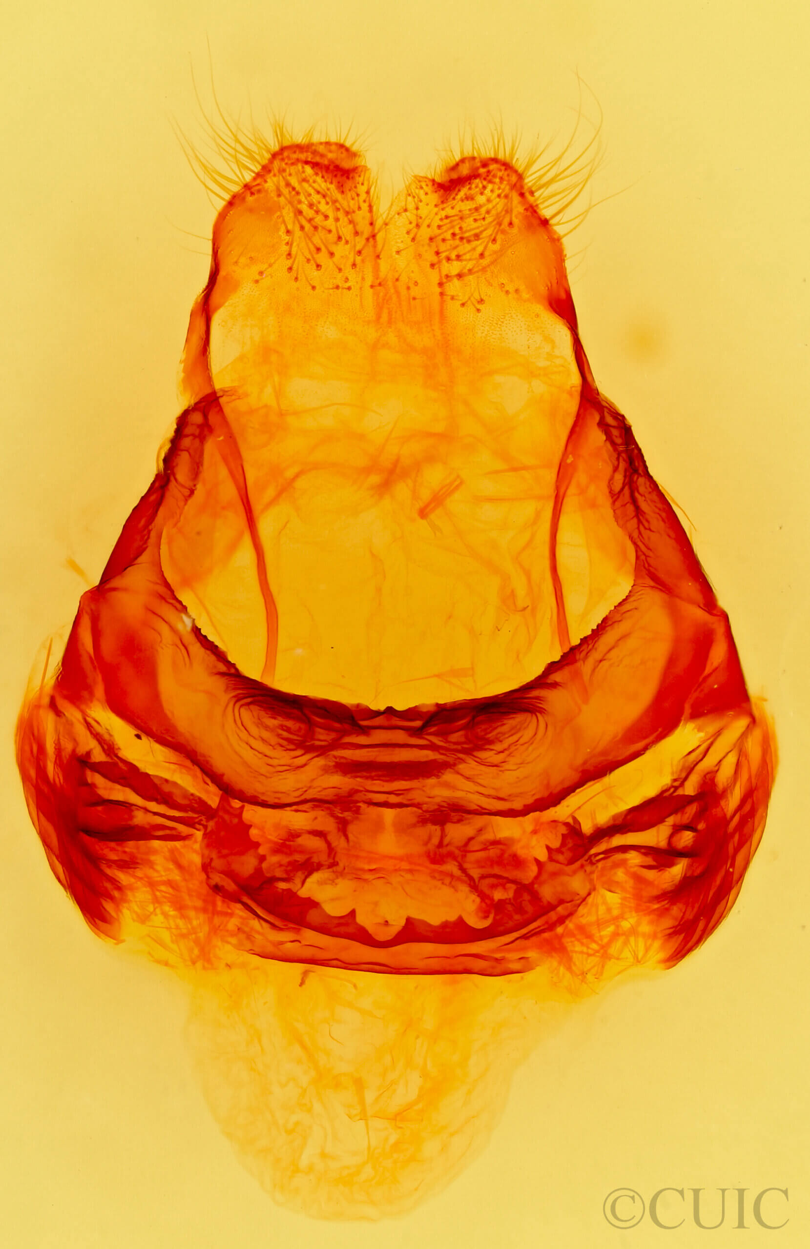 genitalia view of adult Lirimiris lignitecta