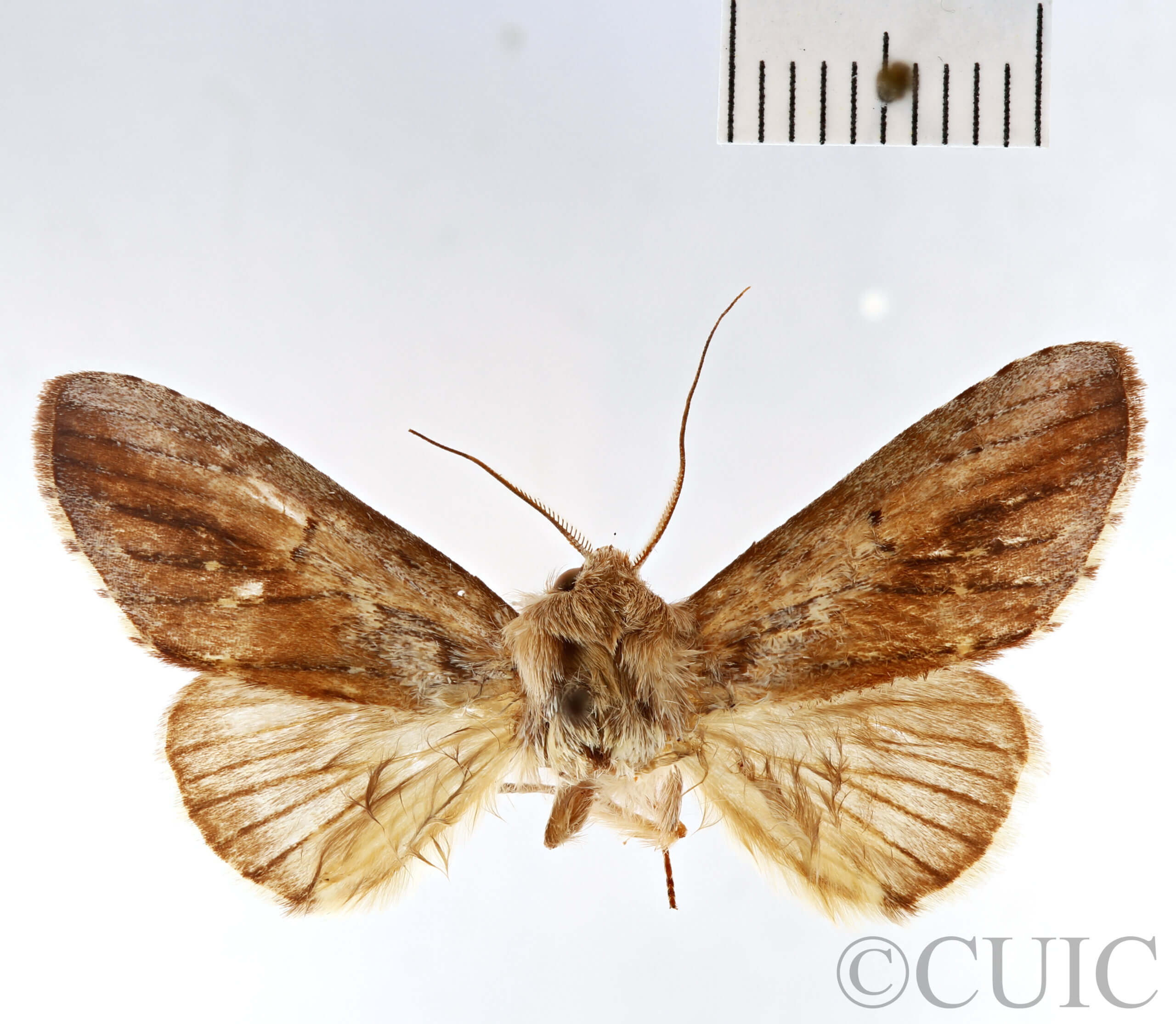 dorsal view of adult Disphragis notabilis