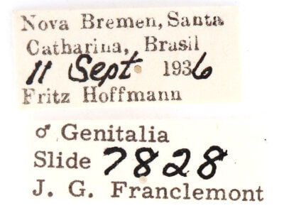 label view of adult Disphragis notabilis