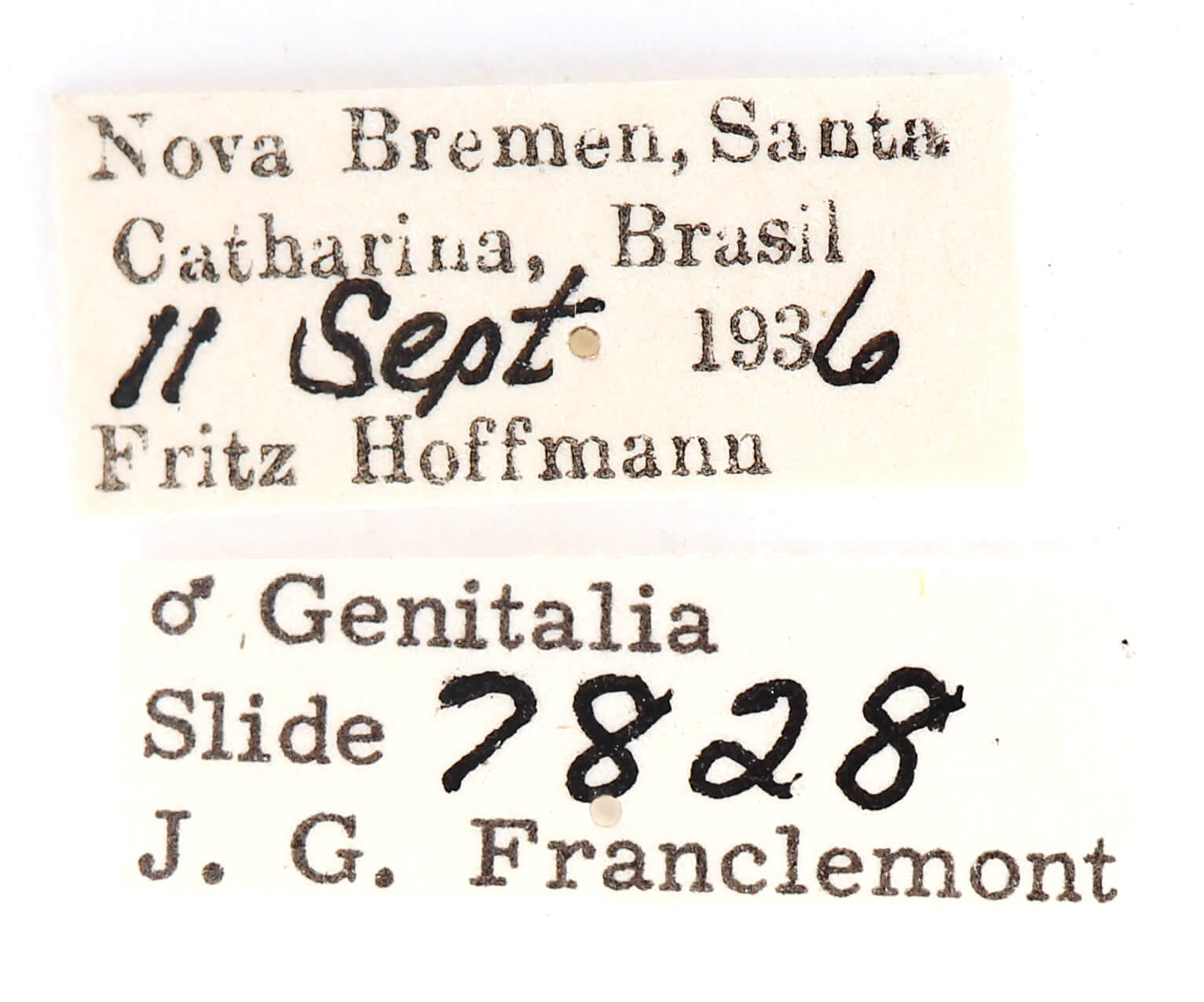 label view of adult Disphragis notabilis