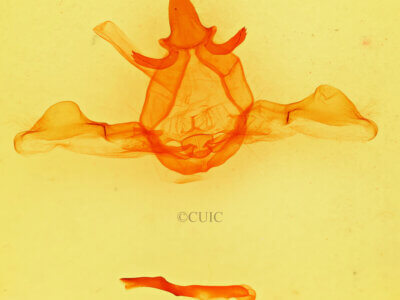 genitalia view of adult Disphragis notabilis