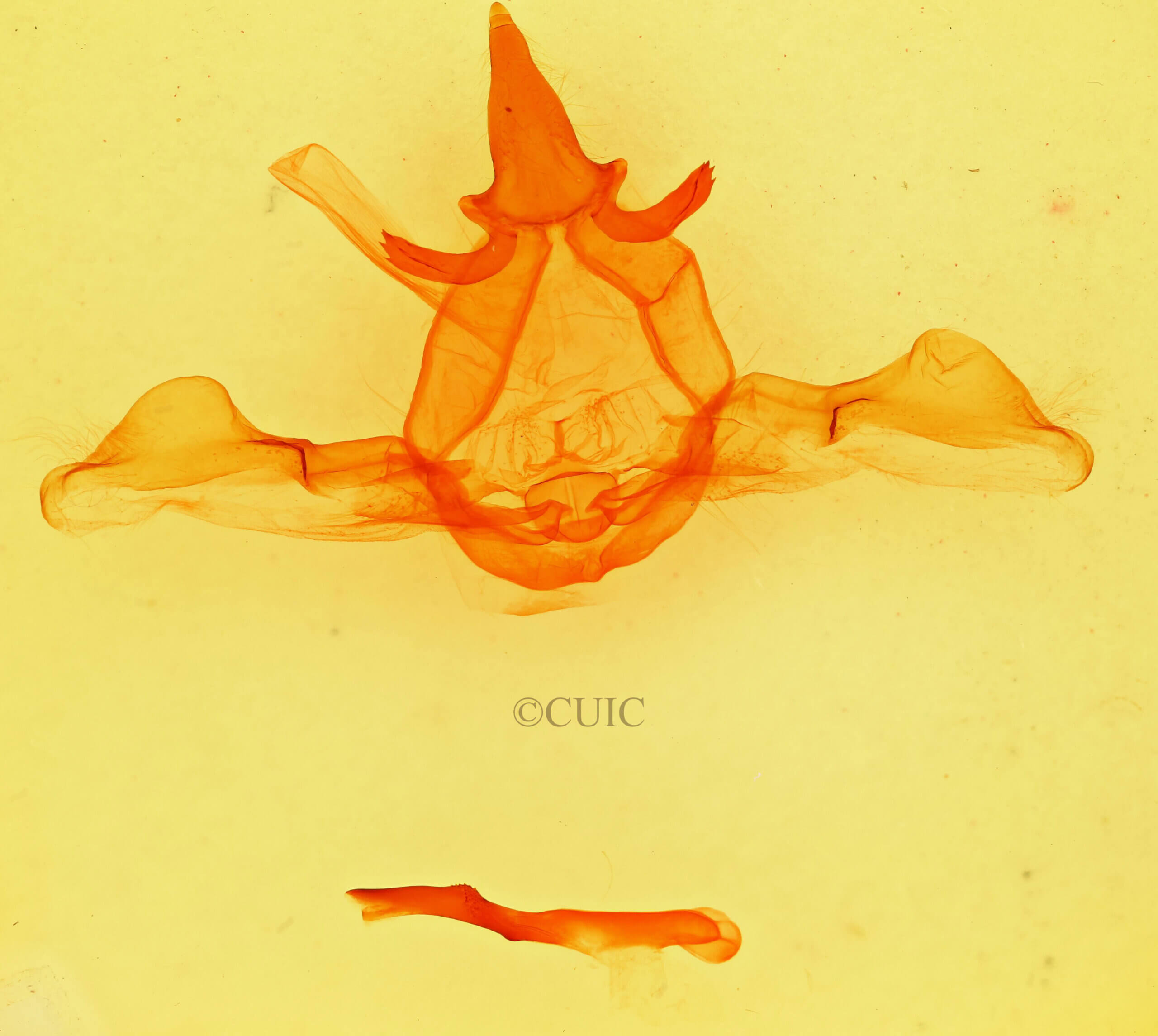 genitalia view of adult Disphragis notabilis