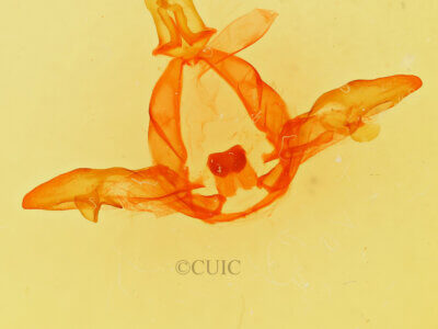 genitalia view of adult Bifargia bichorda