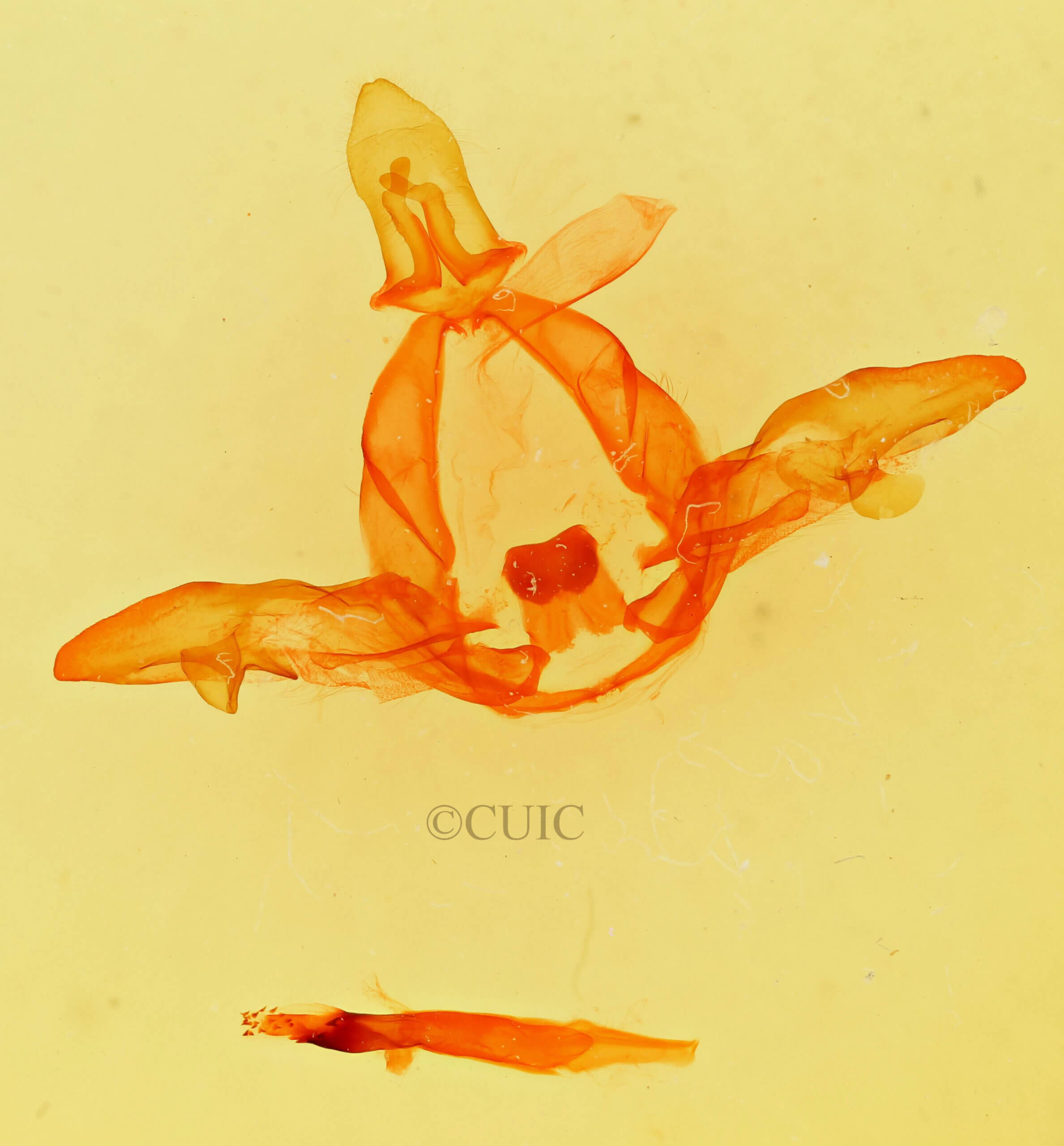 genitalia view of adult Bifargia bichorda