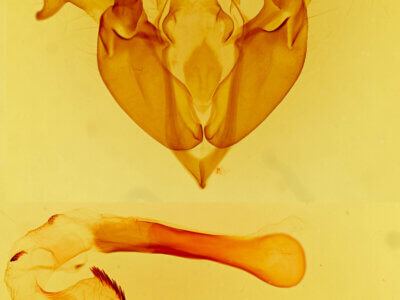 genitalia view of adult Orthosia pulchella