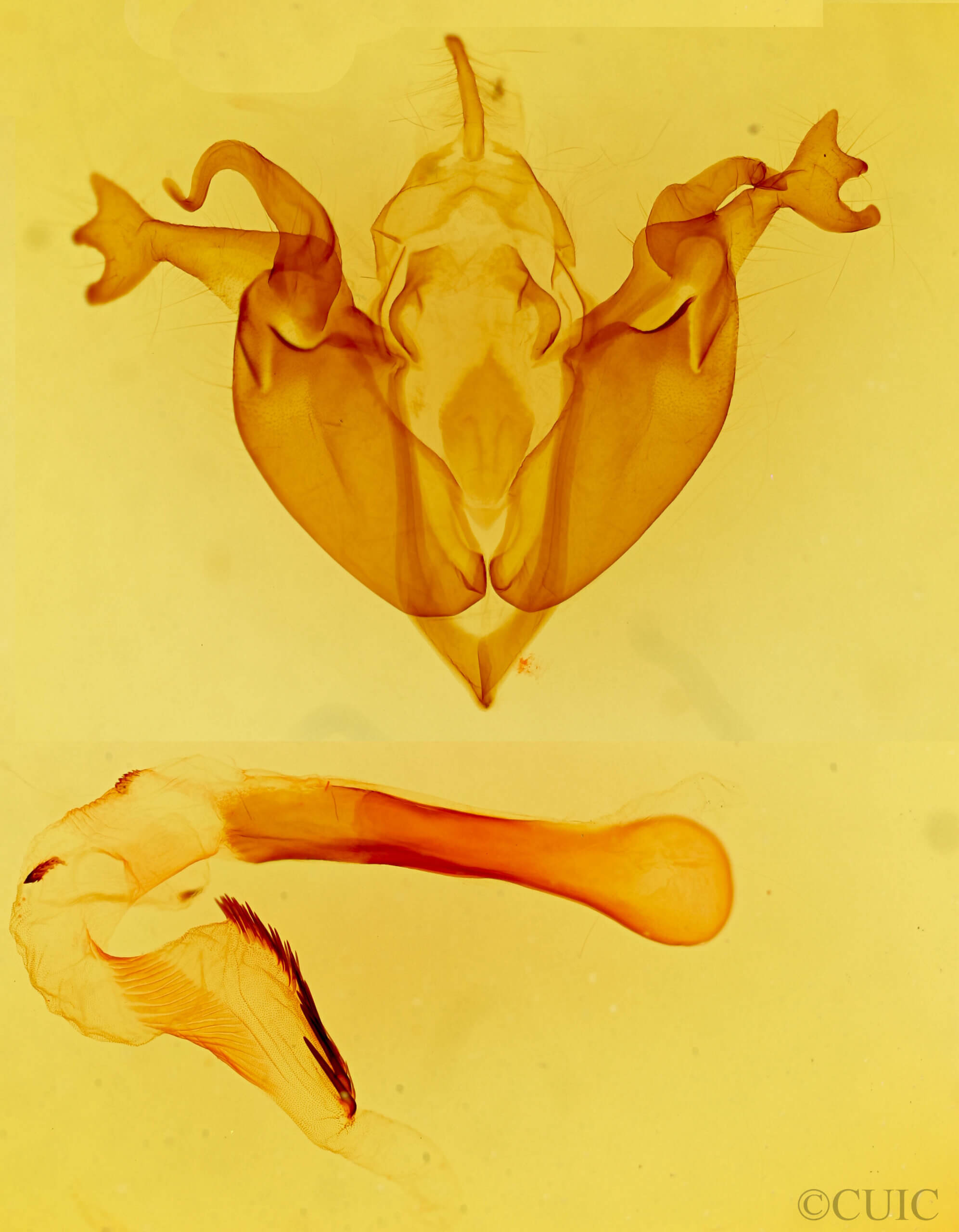 genitalia view of adult Orthosia pulchella