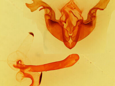 genitalia view of adult Orthosia erythrolita