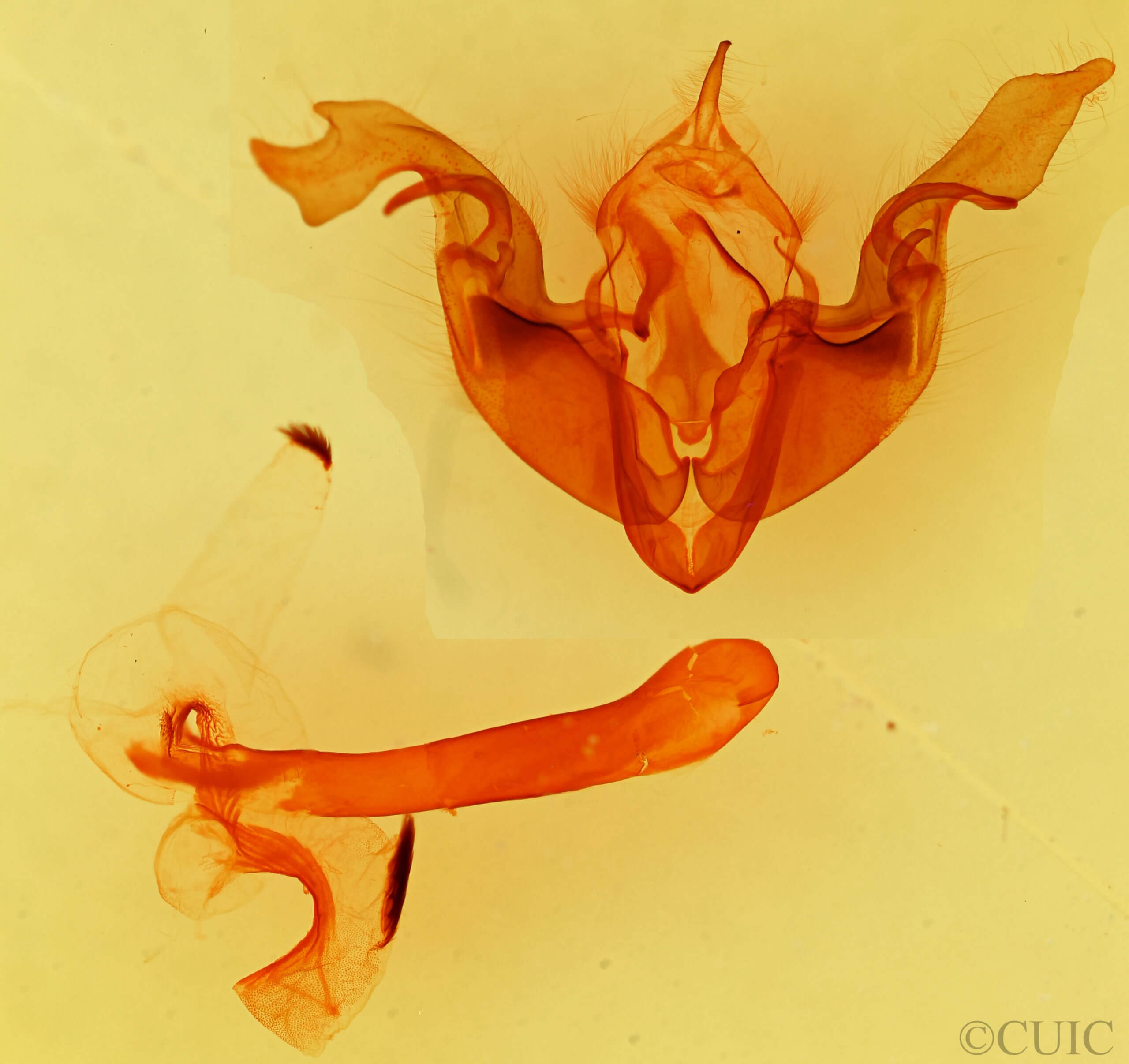 genitalia view of adult Orthosia erythrolita