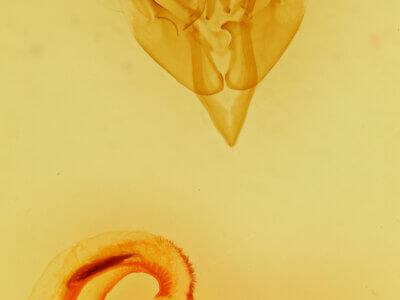 genitalia view of adult Orthosia transparens?