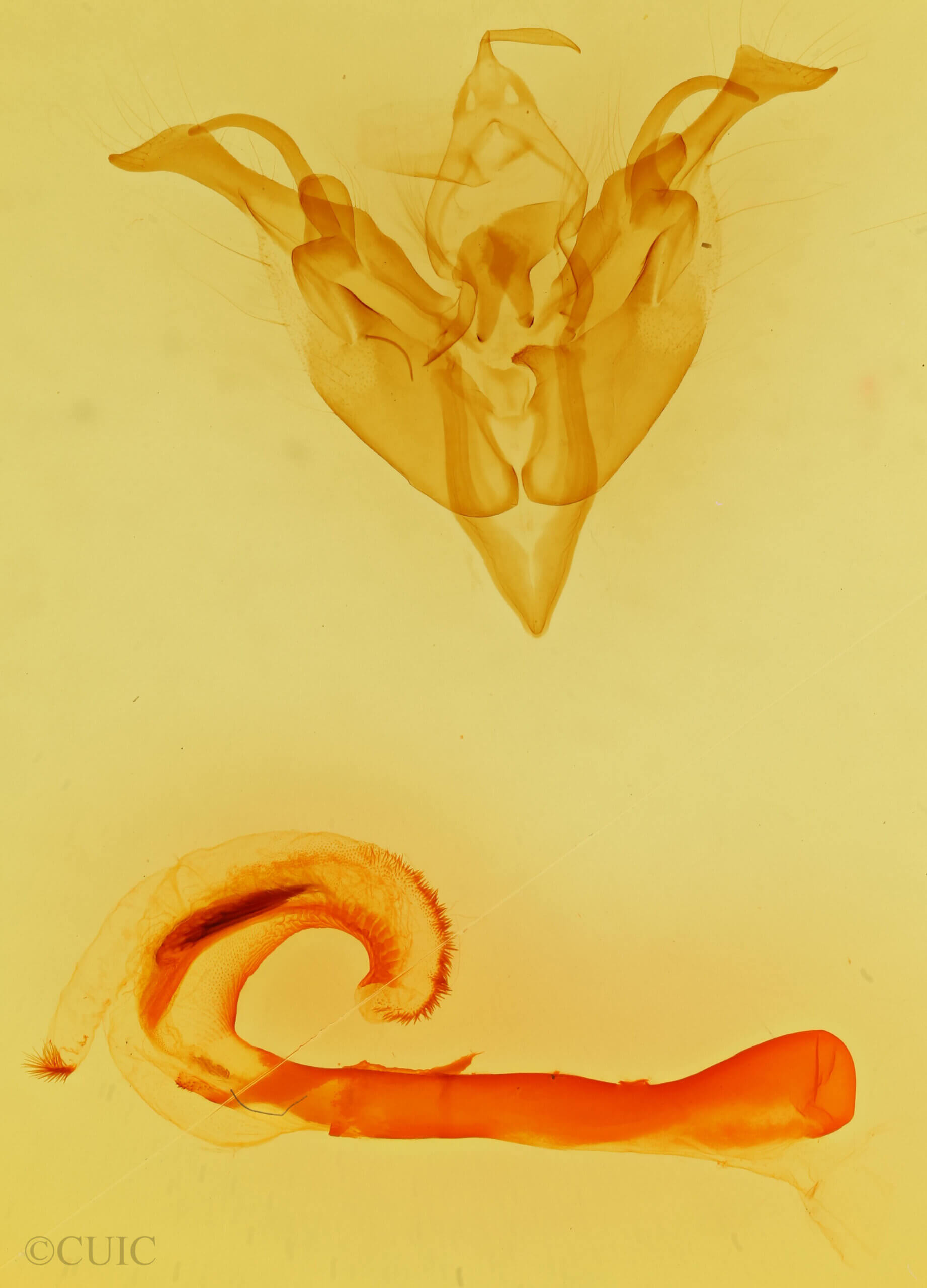 genitalia view of adult Orthosia transparens?