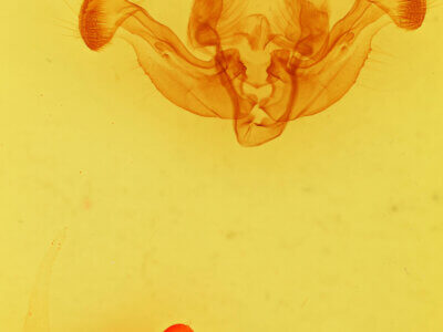 genitalia view of adult Luperina sp.