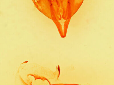 genitalia view of adult Egira cognata