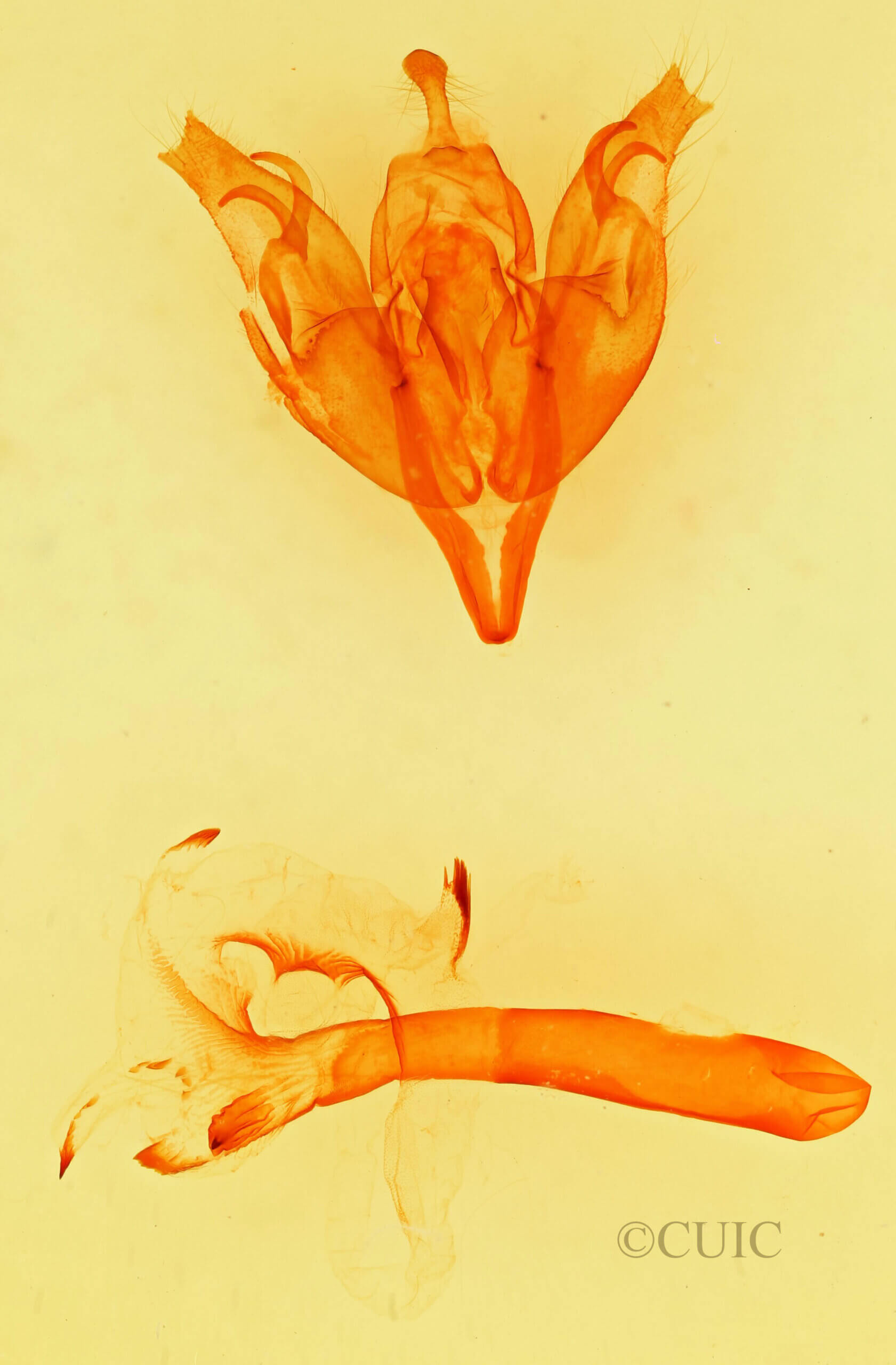 genitalia view of adult Egira cognata