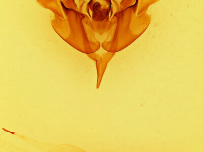 genitalia view of adult Orthosia pacifica