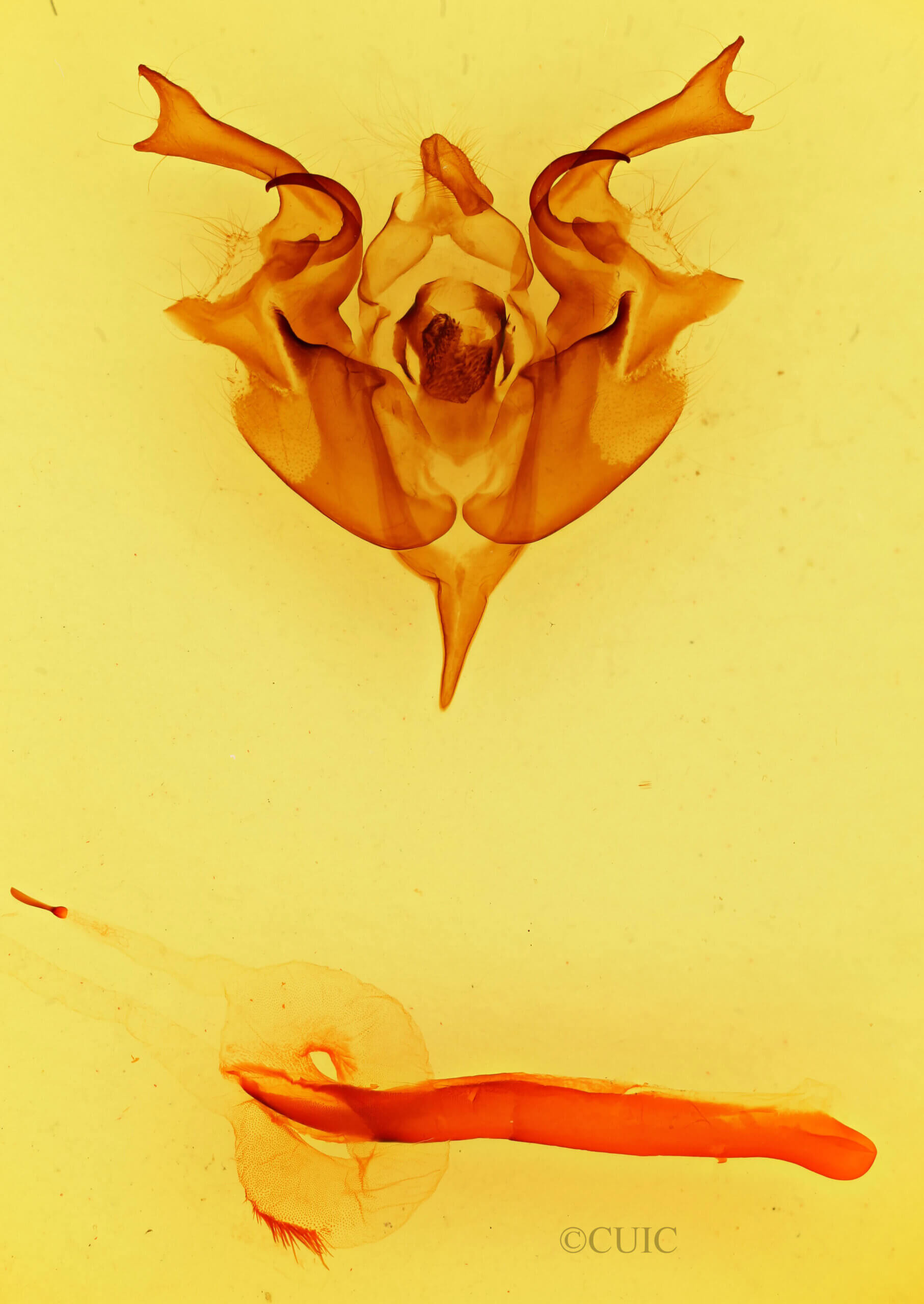 genitalia view of adult Orthosia pacifica