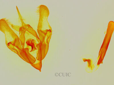 genitalia view of adult Protorthodes oviduca