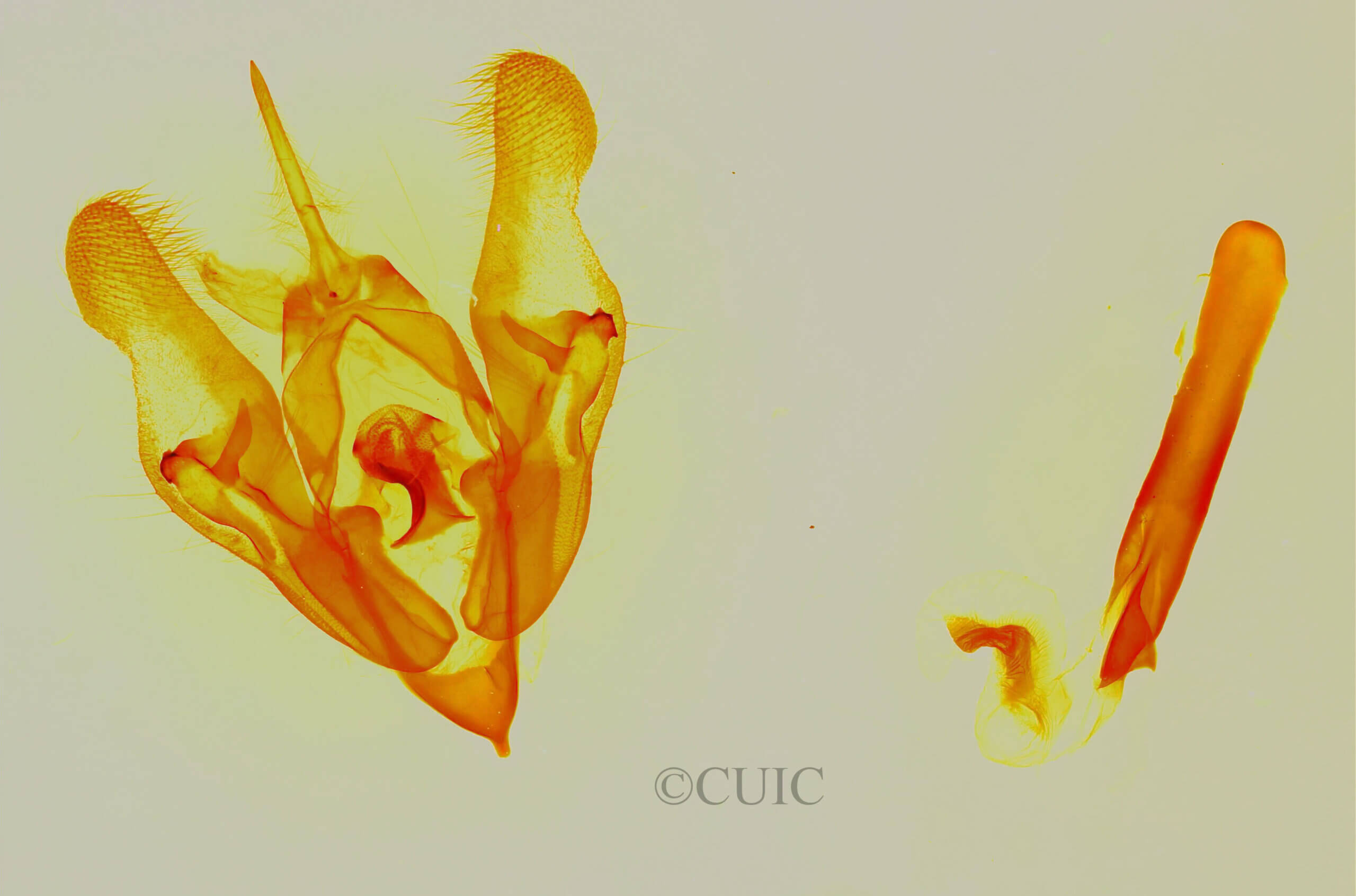 genitalia view of adult Protorthodes oviduca