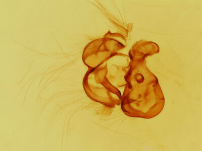 genitalia view of adult Egira perlubens