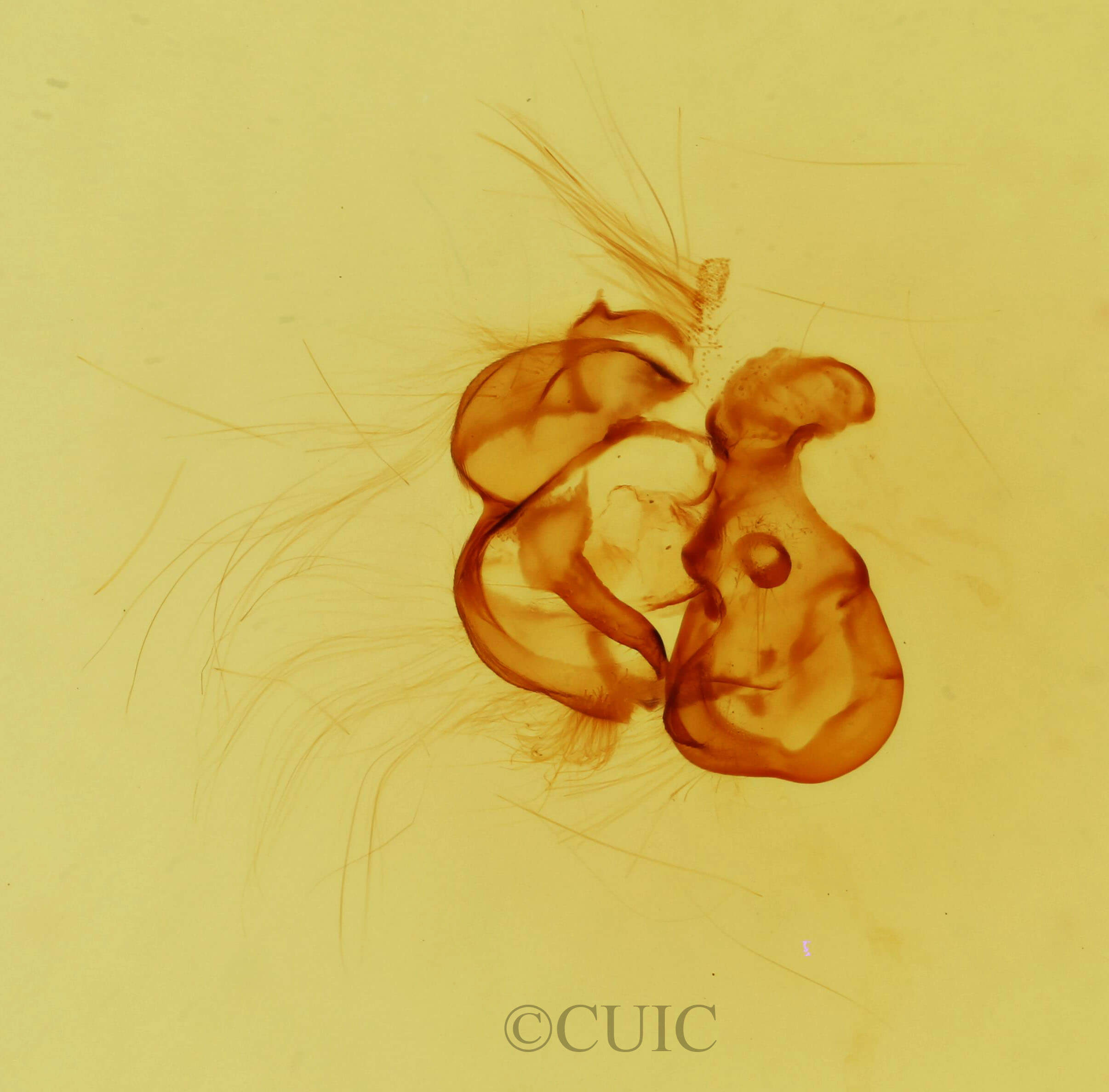 genitalia view of adult Egira perlubens