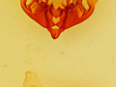 genitalia view of adult Hyppa brunneicrista