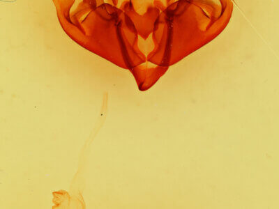 genitalia view of adult Hyppa brunneicrista