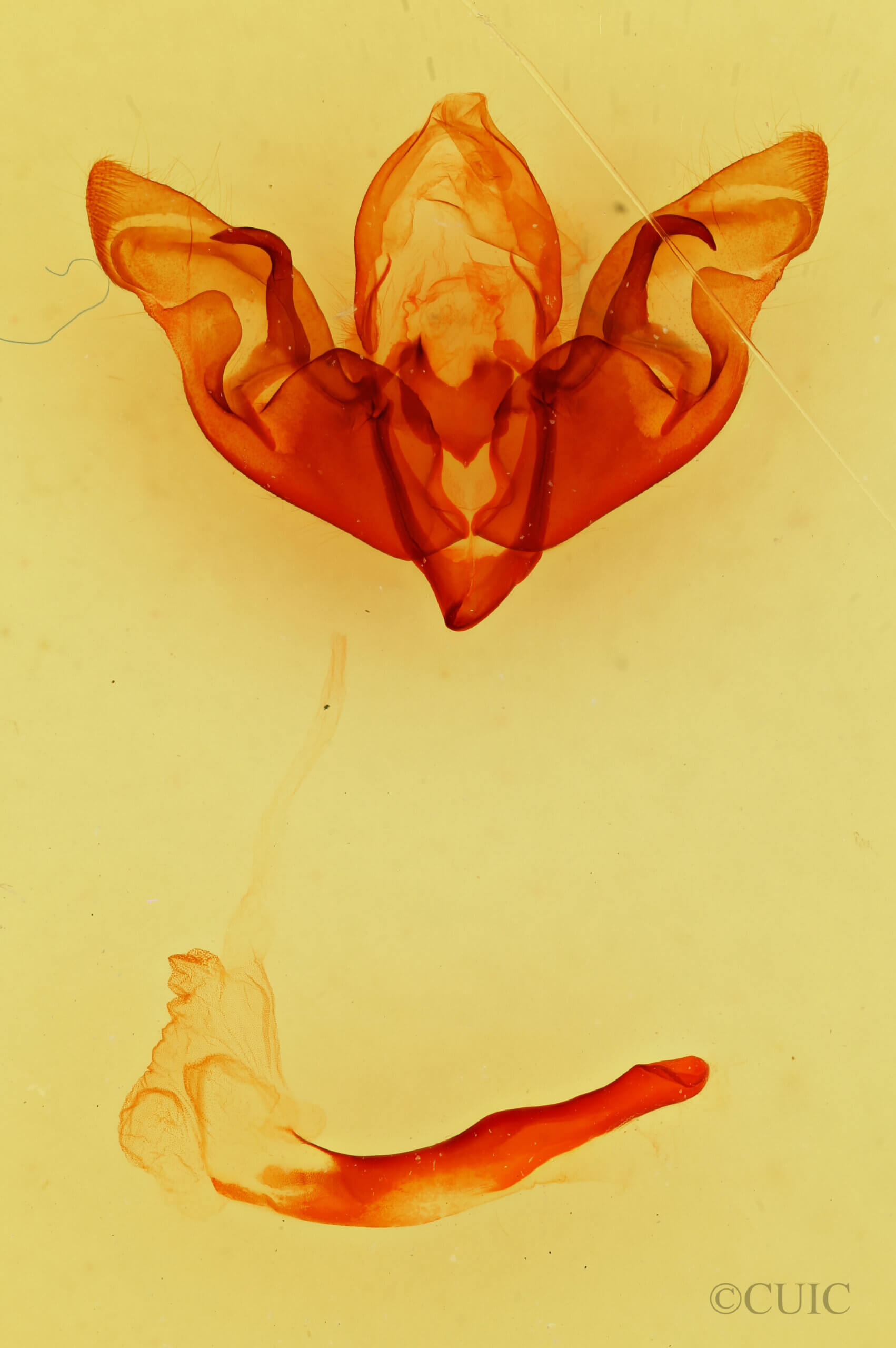 genitalia view of adult Hyppa brunneicrista