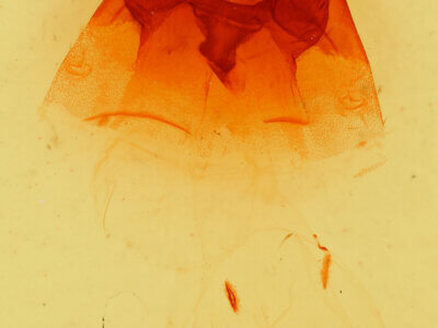 genitalia view of adult Hyppa brunneicrista