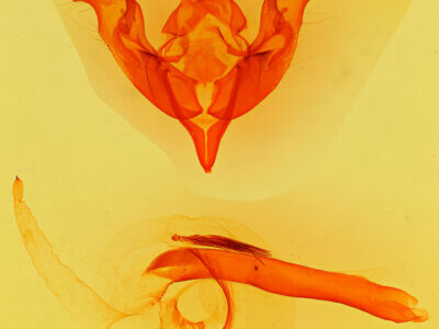 genitalia view of adult Egira perlubens