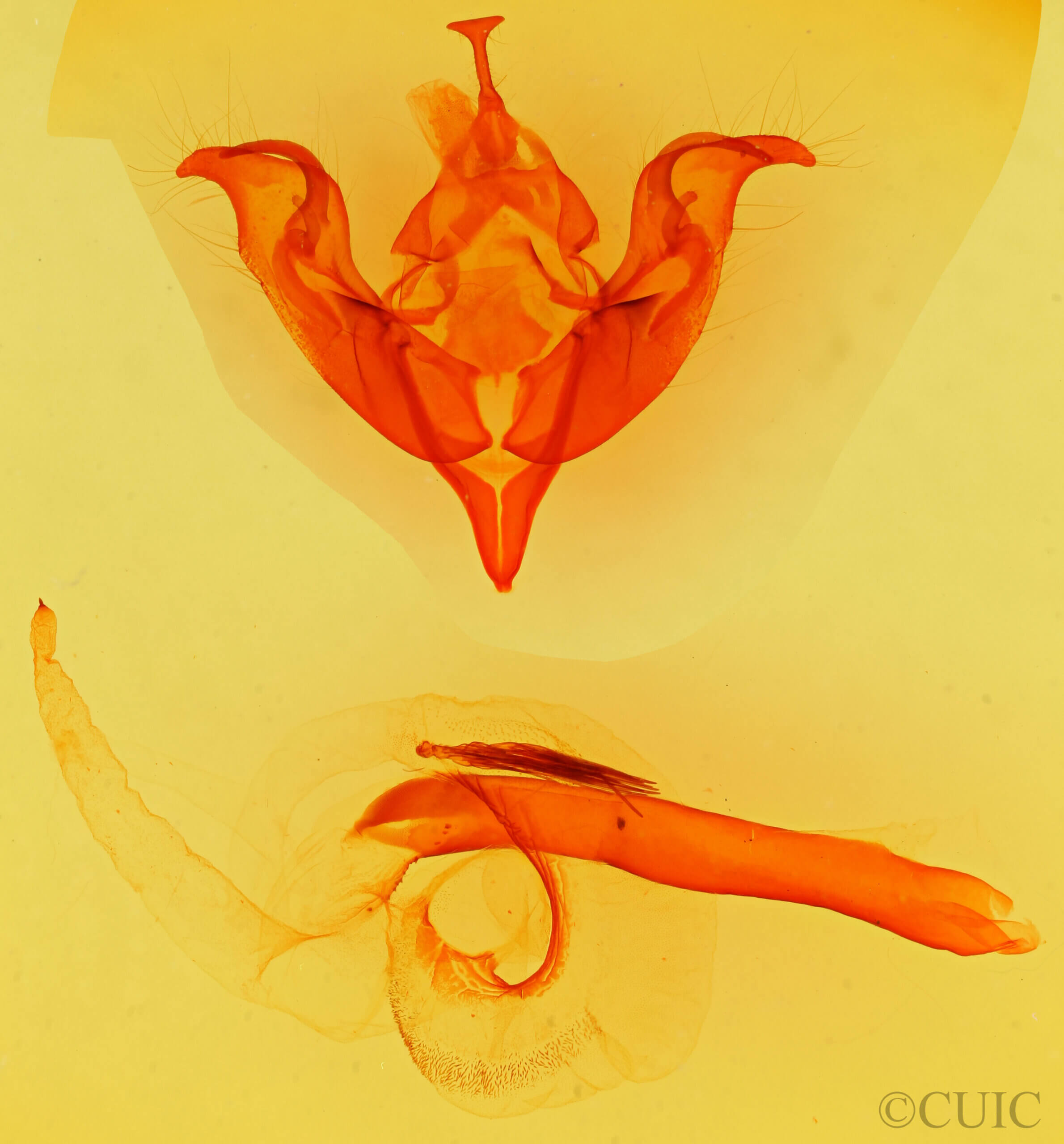 genitalia view of adult Egira perlubens
