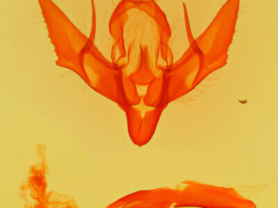 genitalia view of adult Eueretagrotis perattentus