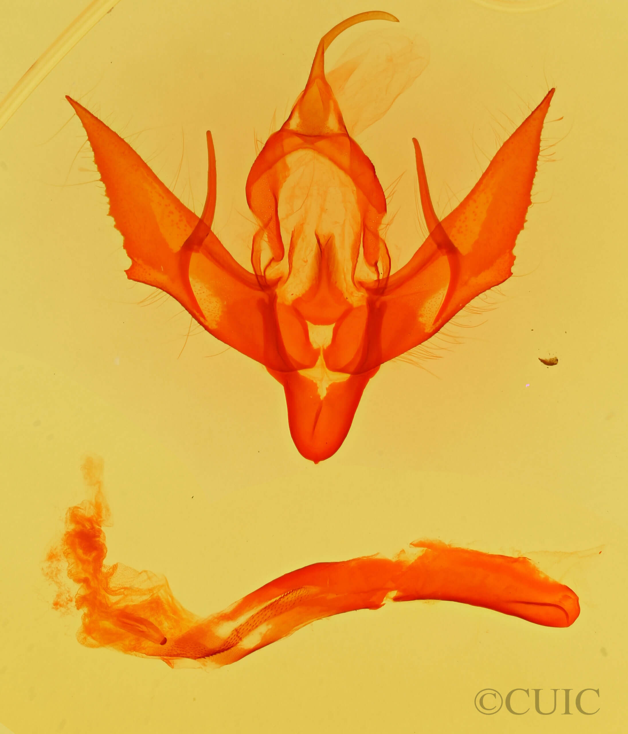 genitalia view of adult Eueretagrotis perattentus