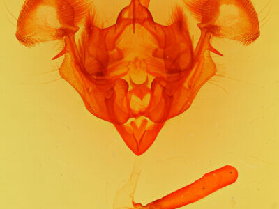 genitalia view of adult Apamea plutonia