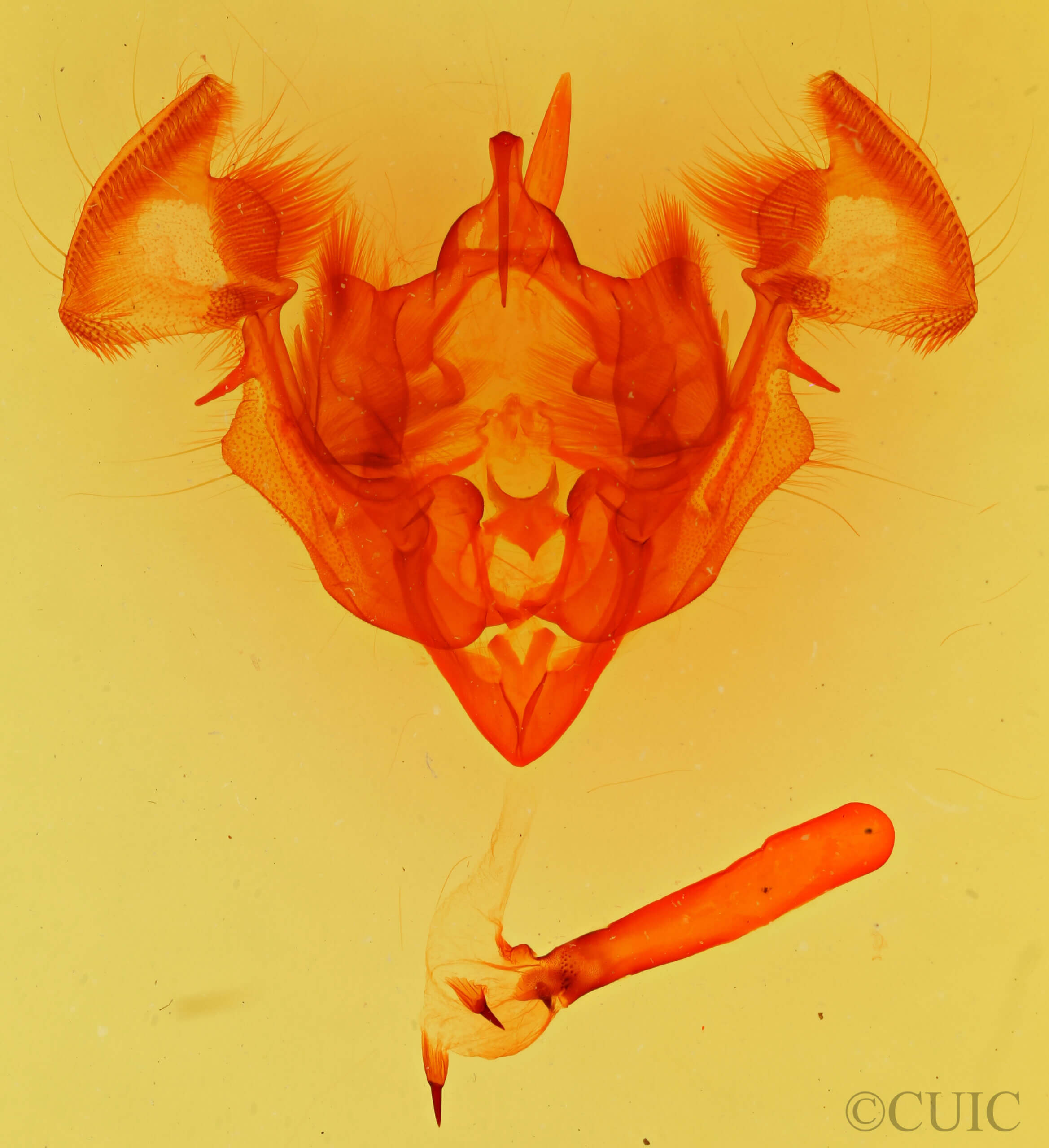 genitalia view of adult Apamea plutonia