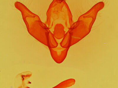 genitalia view of adult Pronoctua pyrophiloides