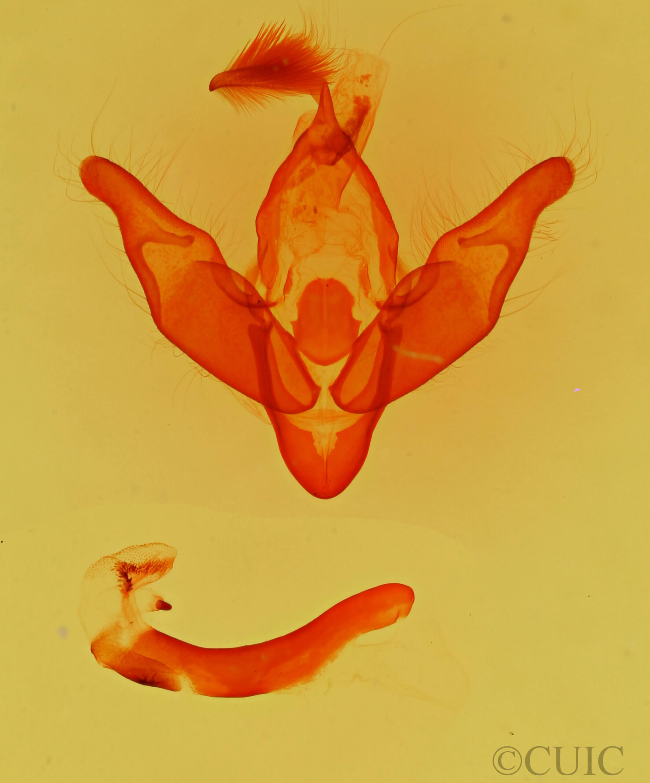 genitalia view of adult Pronoctua pyrophiloides