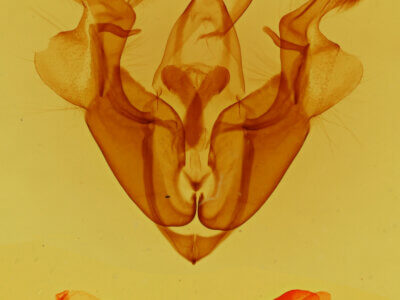 genitalia view of adult Homorthodes mania