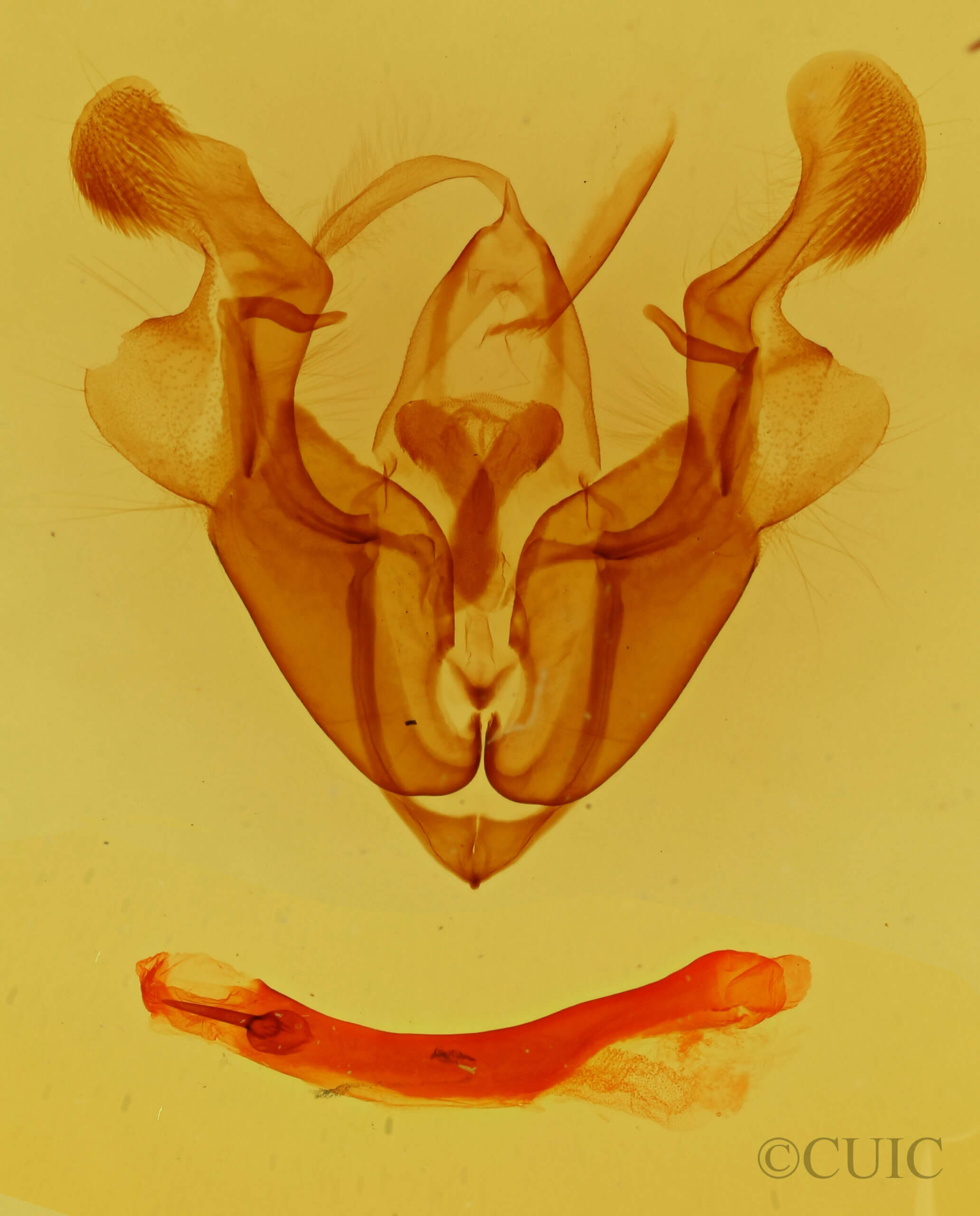 genitalia view of adult Homorthodes mania