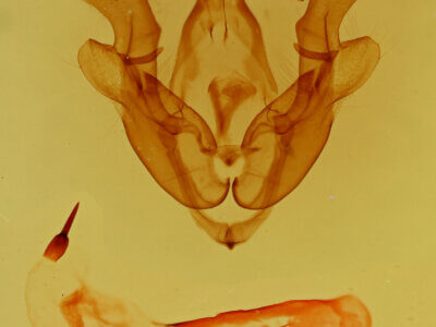 genitalia view of adult Homorthodes sp.