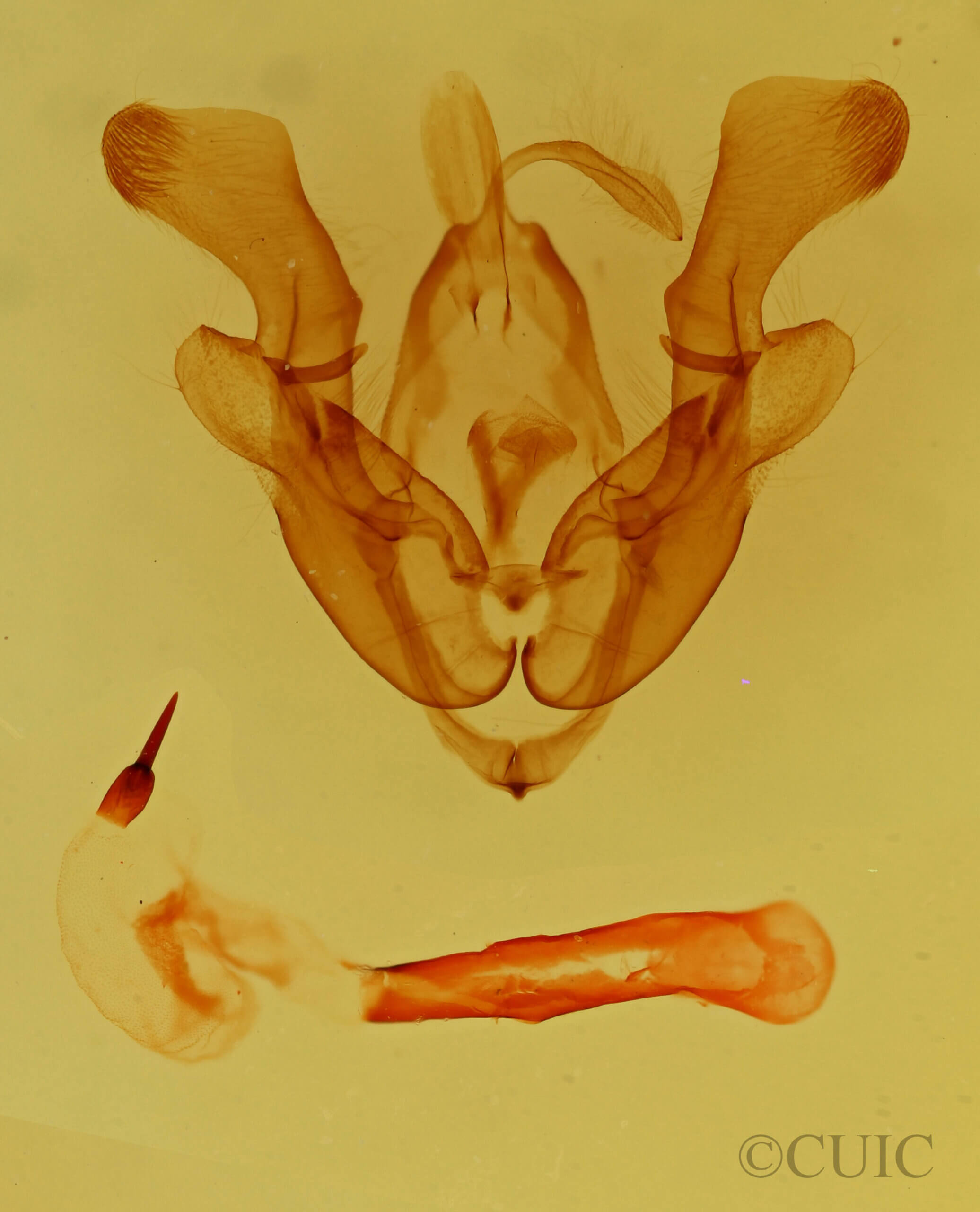genitalia view of adult Homorthodes sp.