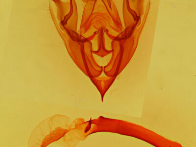 genitalia view of adult Protorthodes eureka