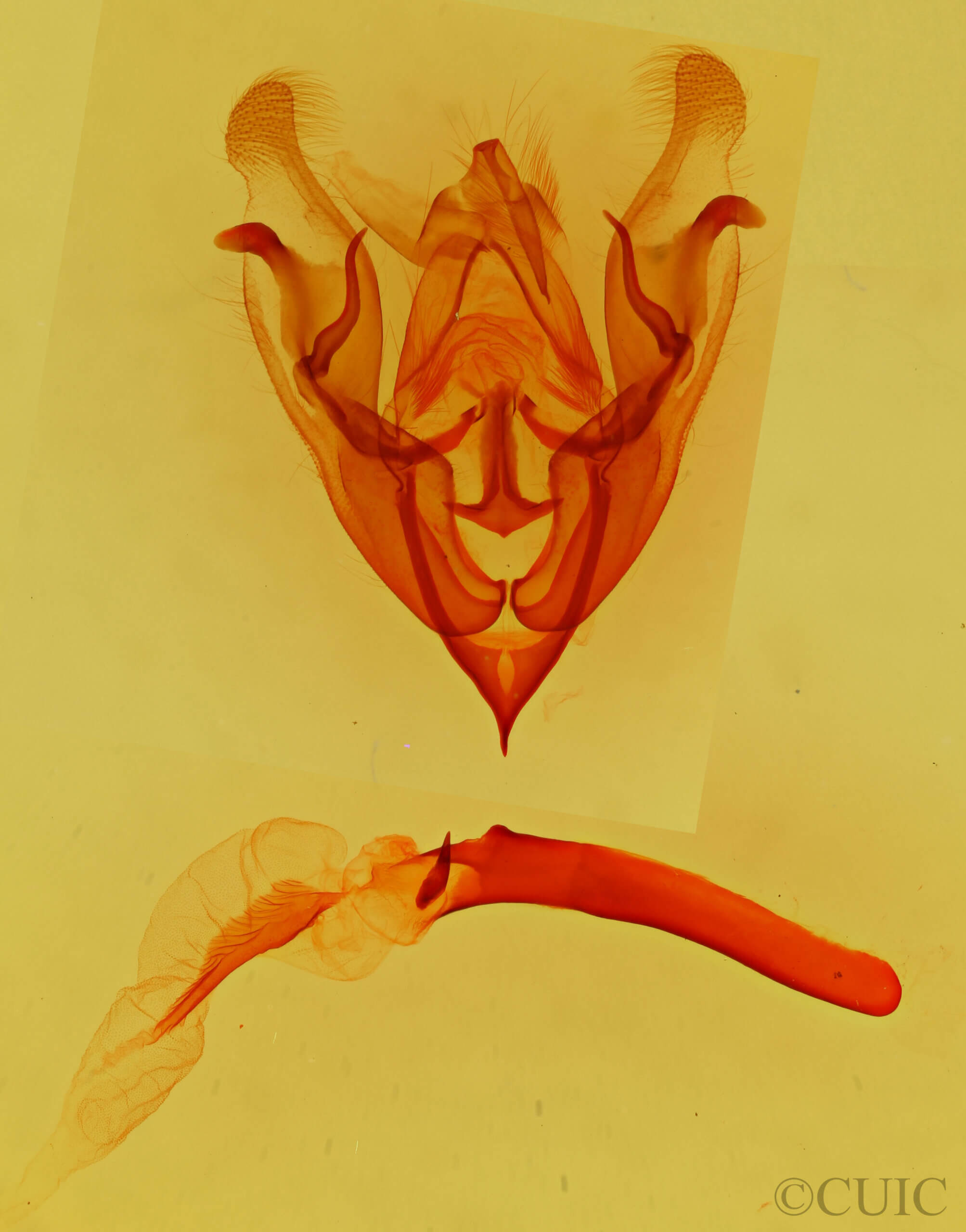 genitalia view of adult Protorthodes eureka