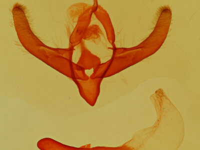 genitalia view of adult Cryphia sp.