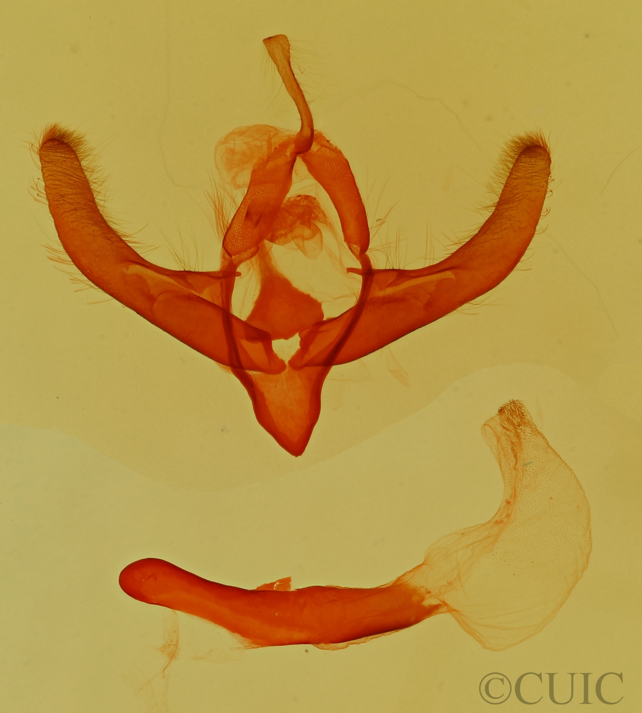 genitalia view of adult Cryphia sp.