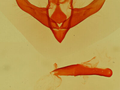 genitalia view of adult Cryphia sp.